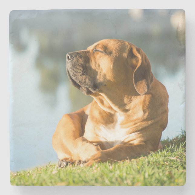 Boerboel Stone Coaster (Front)