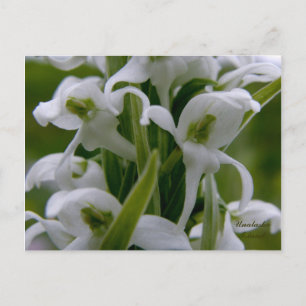 Bog Candle Orchid Blossoms, Unalaska Island Postcard