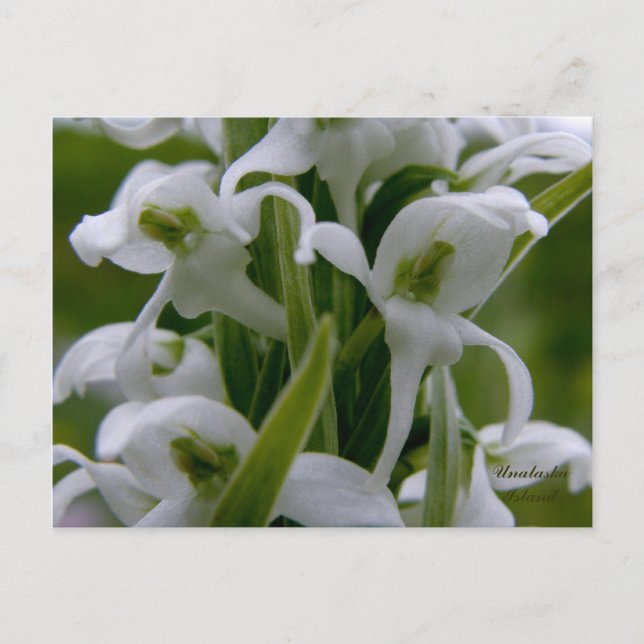 Bog Candle Orchid Blossoms, Unalaska Island Postcard (Front)
