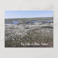 Bog Cotton in Bloom, Offaly, Ireland