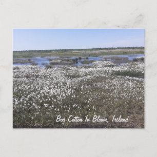 Bog Cotton in Bloom, Offaly, Ireland Postcard