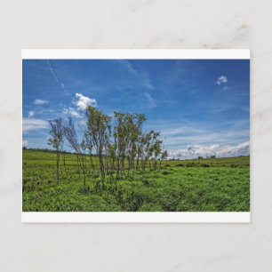 Bog Forest at Big Meadows Postcard