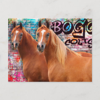 BOGO Colts - Graffiti Post Card - Arabian Horses