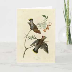 Bohemian Chatterer (Waxwing) Audubon Birds America Card