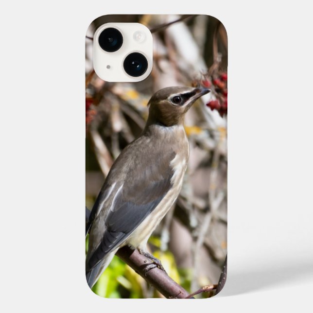 Bohemian Waxwing, Canadian Avian Photography Case-Mate iPhone Case (Back)