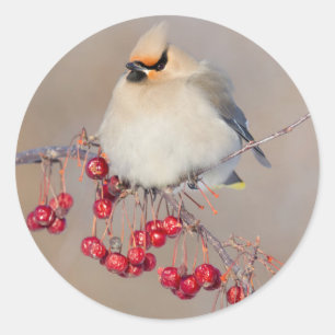 Bohemian waxwing in winter, Canada Classic Round Sticker