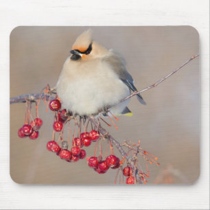 Bohemian waxwing in winter, Canada Mouse Pad