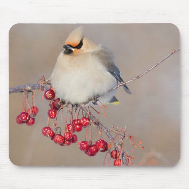 Bohemian waxwing in winter, Canada Mouse Pad (Front)