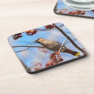 Bohemian Waxwing, Majestic Canadian Bird Coaster