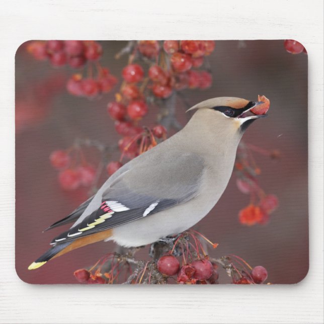 Bohemian Waxwing Mousepad (Front)