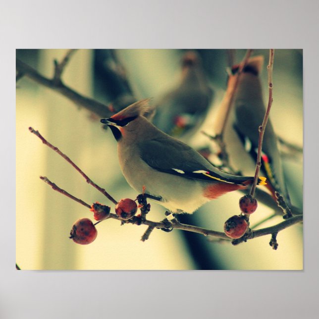 Bohemian Waxwing Poster (Front)