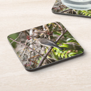 Bohemian Waxwing, Resting On a Branch Coaster
