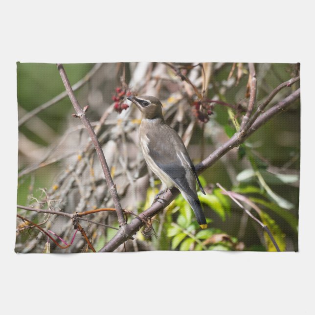 Bohemian Waxwing, Resting On a Branch Tea Towel (Horizontal)