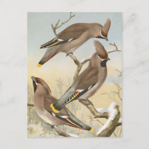 Bohemian Waxwing Vintage Bird Illustration Postcard