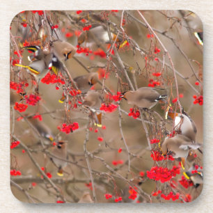 Bohemian Waxwings Feeding On Mountain Ash Coaster
