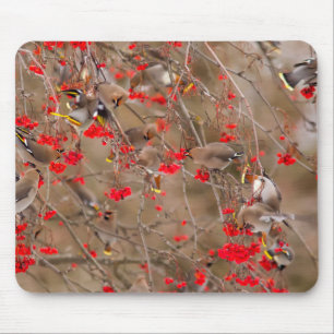 Bohemian Waxwings Feeding On Mountain Ash Mouse Pad