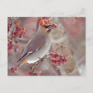 Bohemian Waxwings Postcard