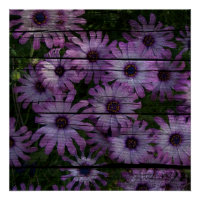 Bohemian Western Country Barn Board purple daisy