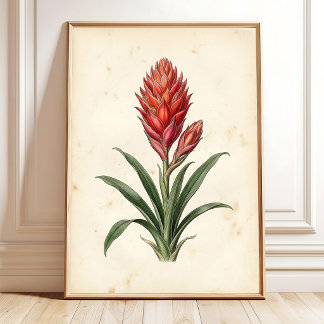 Boho Botanical Guzmania Print Art