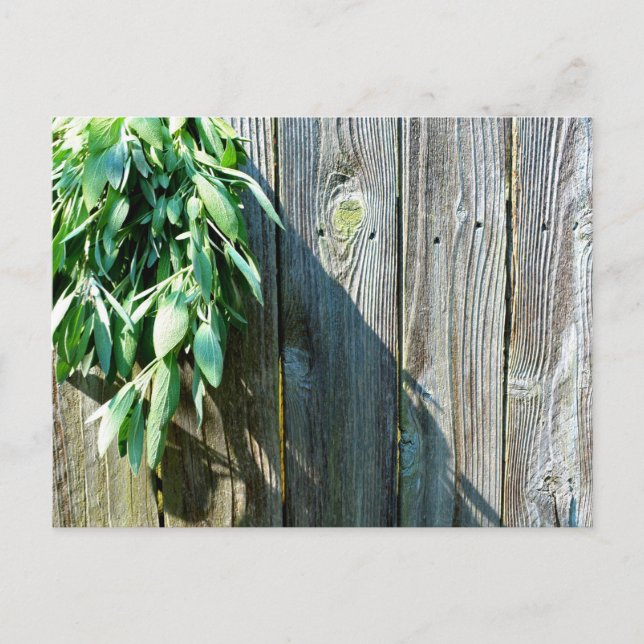 Boho botanical herb leaves rustic Barn-wood  Postcard (Front)