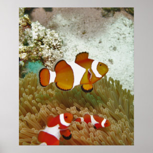 Bohol Clown Fish Family Poster