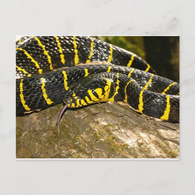 Boiga dendrophila or mangrove snake postcard (Front)