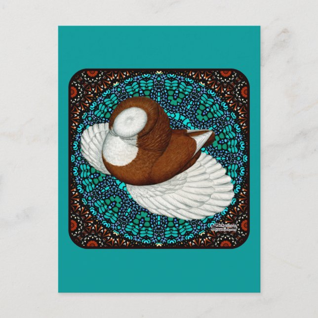 Bokhara Pigeon Fancy Postcard (Front)