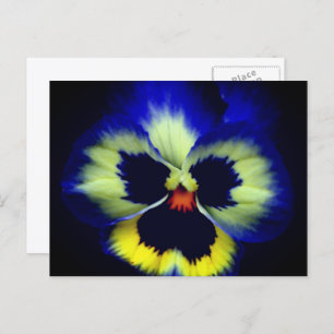 Bold Blue Pansy Flower Photography  Postcard