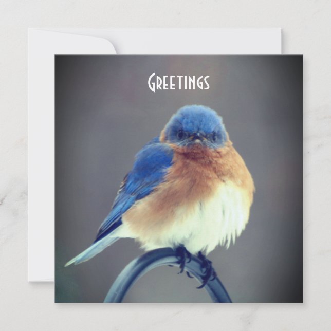 Bold Bluebird (Front)