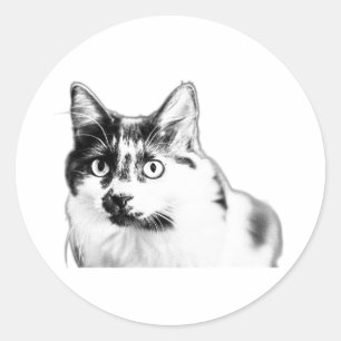 Bold Curious Cat Sticker