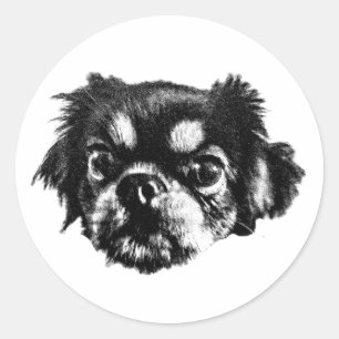 Bold Pekingese Sticker – Black & White Face