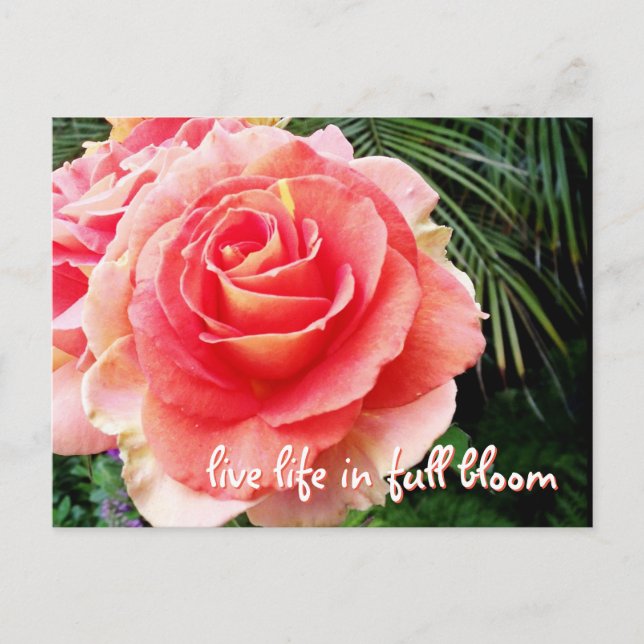 Bold pink rose photography live life in full bloom postcard (Front)