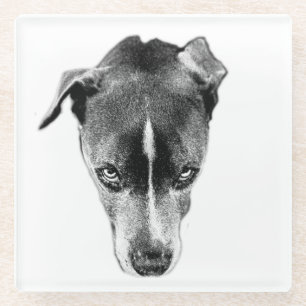 Bold Pitbull Mix Gaze Modern Art Coaster