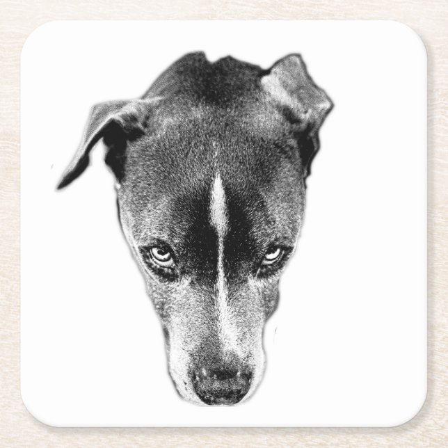 Bold Pitbull Mix Gaze Modern Art Coaster (Front)