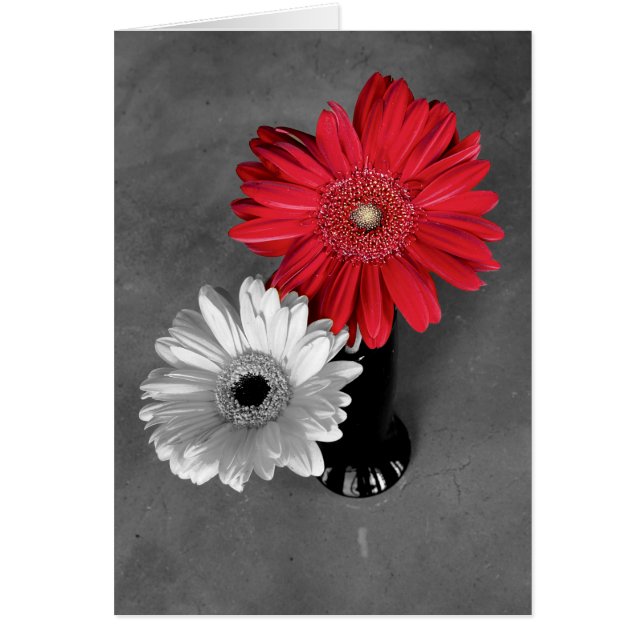 Bold Red Colour Splash Gerber Daisy Cover Photo (Front)