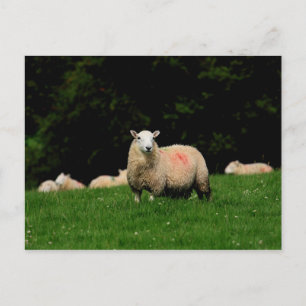 Bold Sheep Postcard