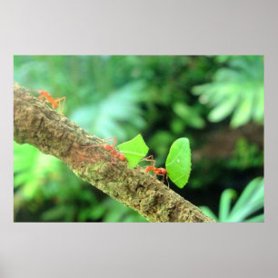 Bold Vibrant Funny Leafcutter Ants in Action Poster