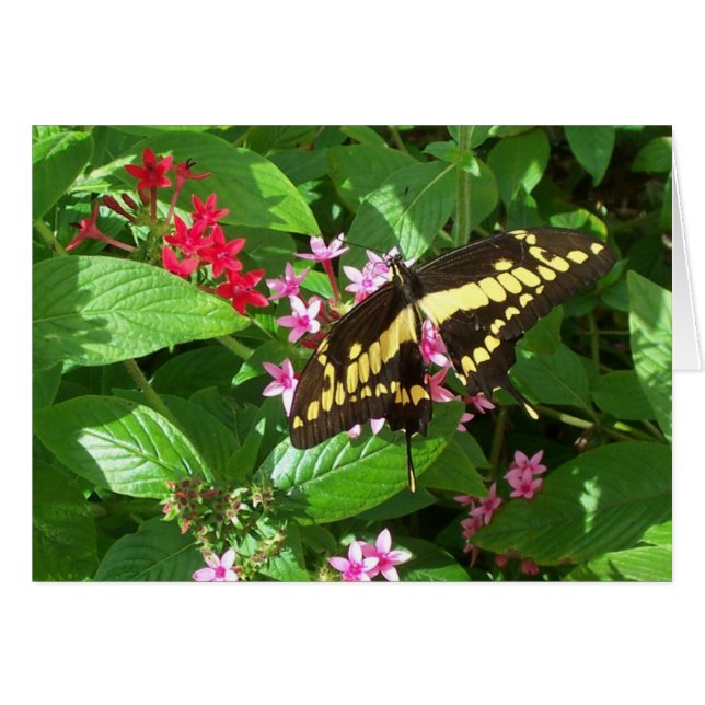 Bold Wings (Front Horizontal)