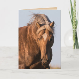 Bolder's Pride Wild Horse Greeting Card