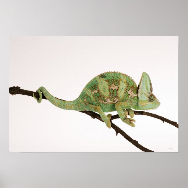 Boldly colored chameleon with characteristic 2 poster (Front)