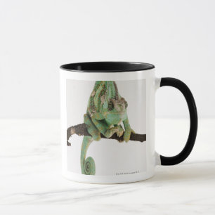 Boldly coloured chameleon with characteristic mug
