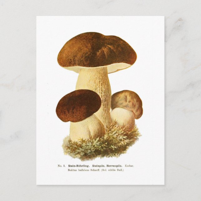 Boletus bulbosus postcard (Front)