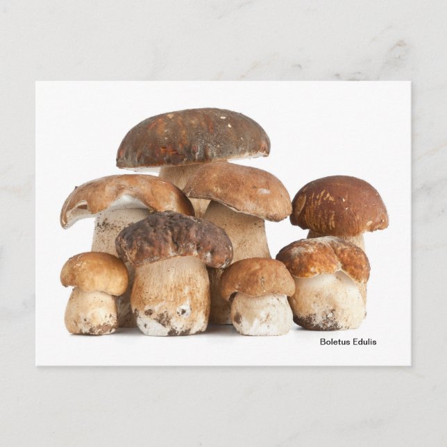 Boletus Edulis Postcard (Front)