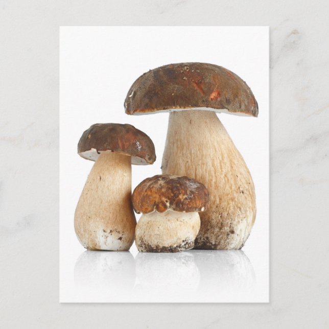 Boletus Edulis Postcard (Front)