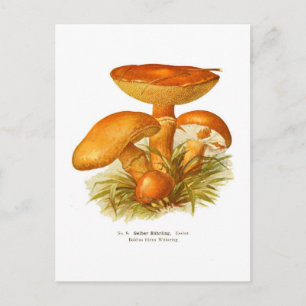 Boletus flavus postcard