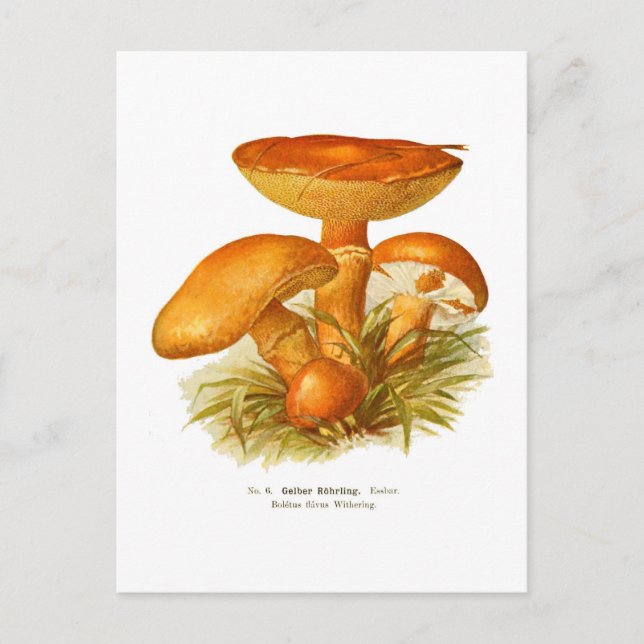Boletus flavus postcard (Front)