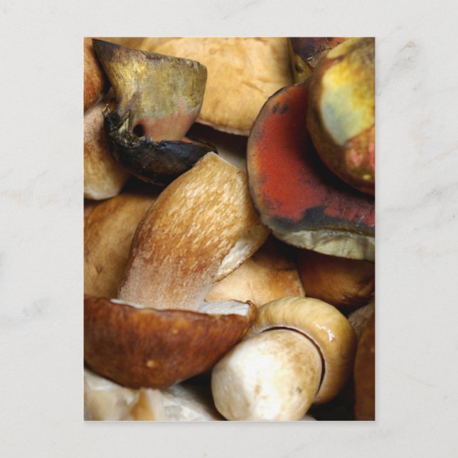 boletus postcard (Front)