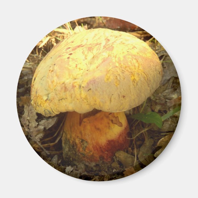 Boletus torosus Mushroom Magnet (Front)