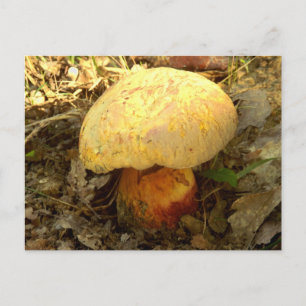 Boletus torosus Mushroom Postcard