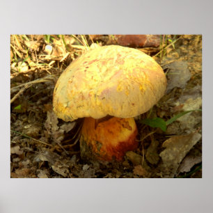 Boletus torosus Mushroom Poster